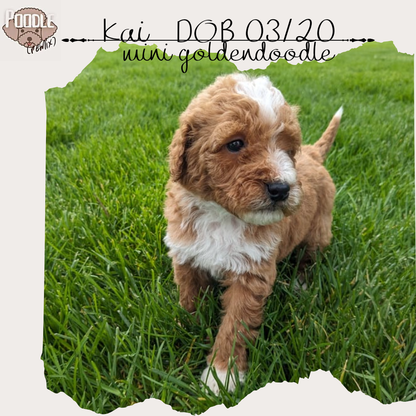 MINI GOLDENDOODLE (03/20) MALE