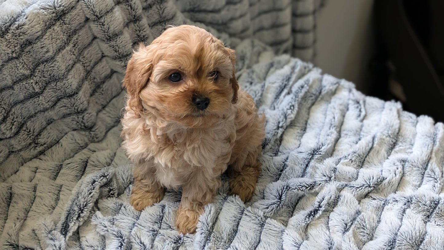 CAVAPOO (11/05) FEMALE