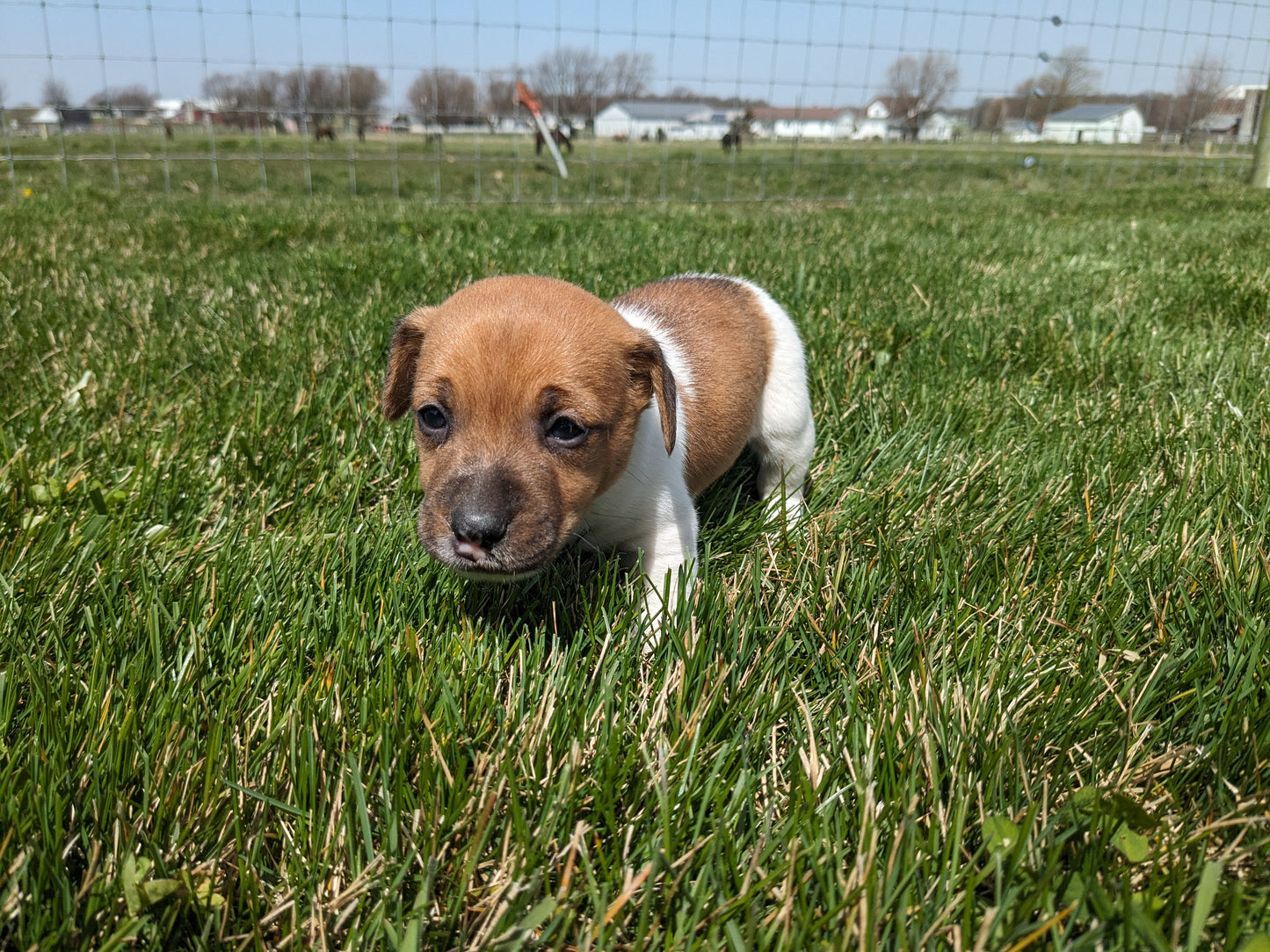 JACK RUSSELL TERRIER (03/08) MALE