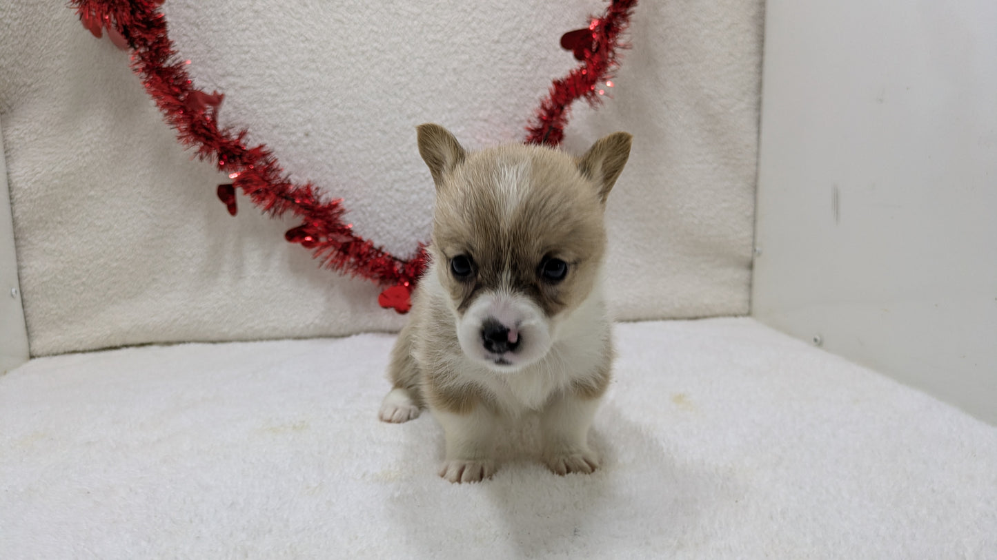 CORGI (12/19) FEMALE