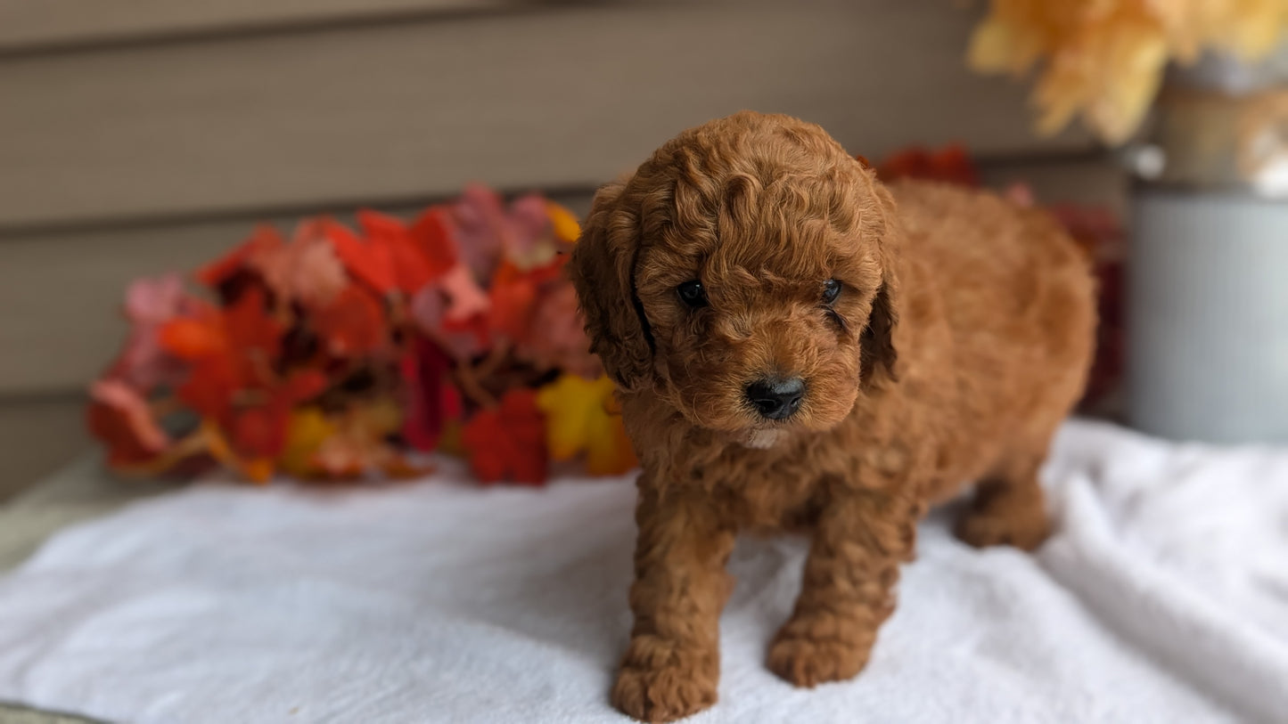 DOXIEPOO (08/19) MALE