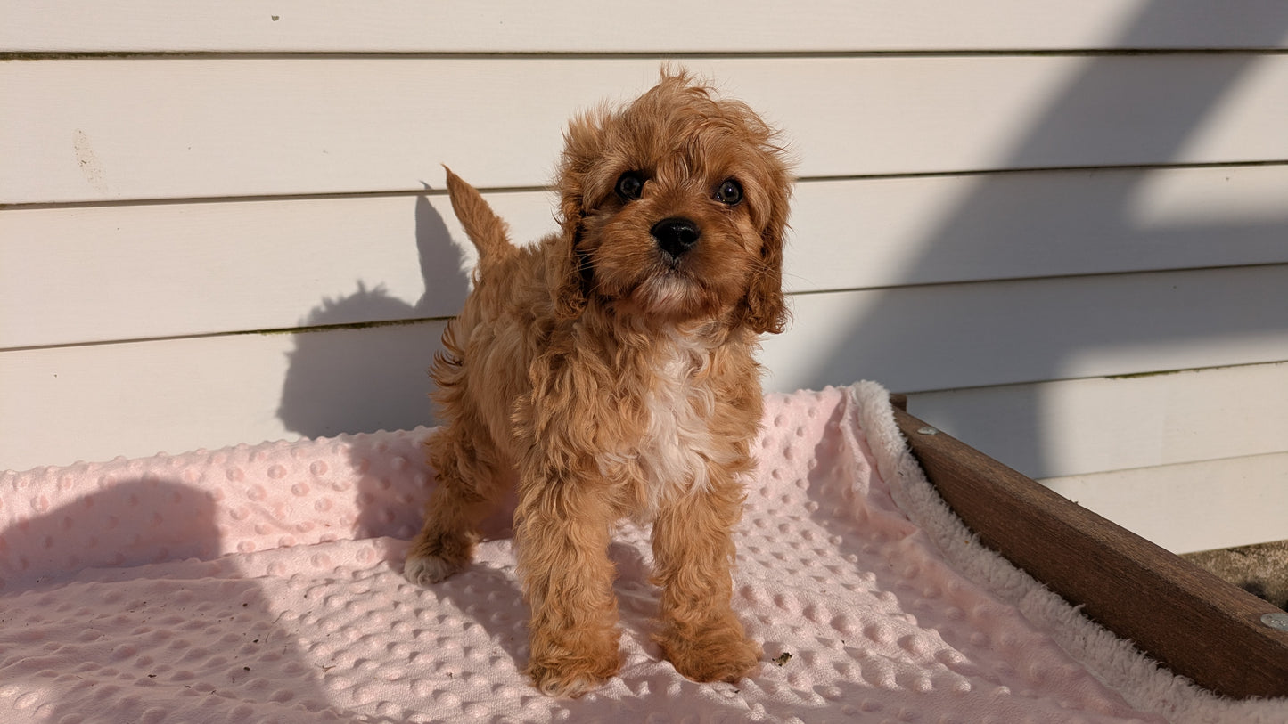 CAVAPOO (01/17) FEMALE