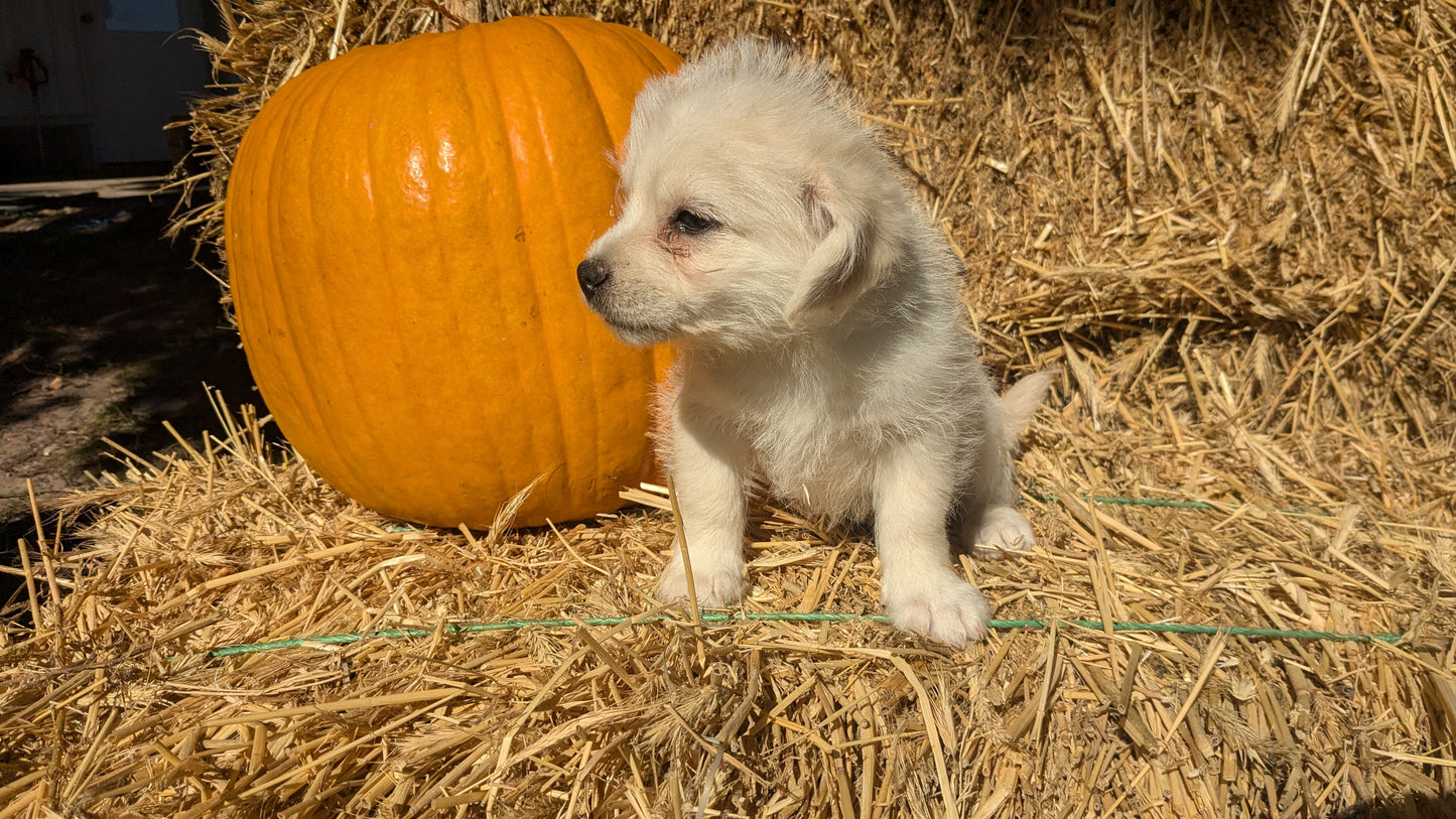 POMSKY-POO (08/13) MALE