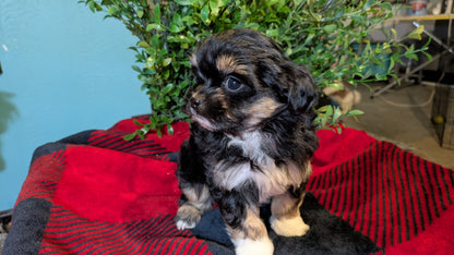 SHIHPOO (11/17) FEMALE