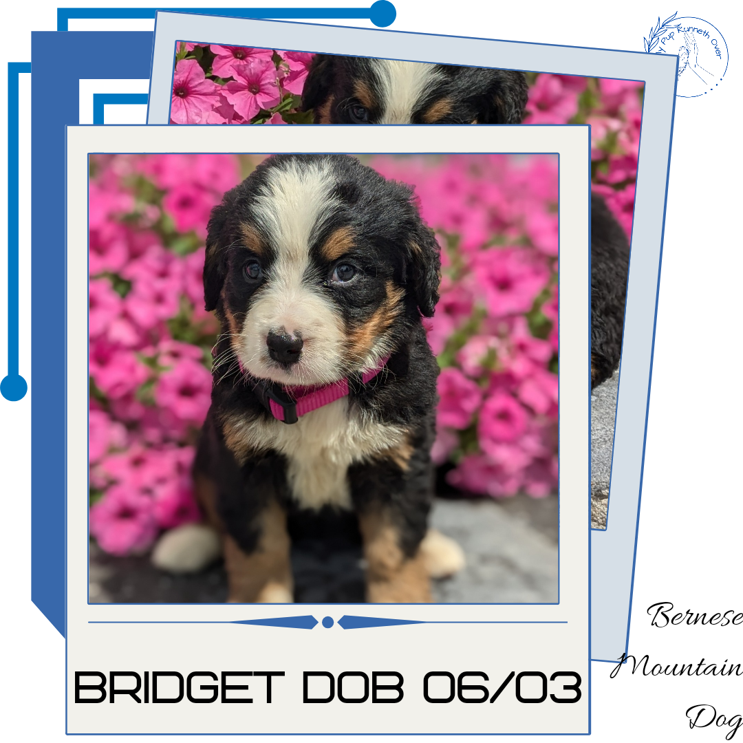 BERNESE MOUNTAIN DOG (06/03) FEMALE