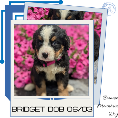 BERNESE MOUNTAIN DOG (06/03) FEMALE