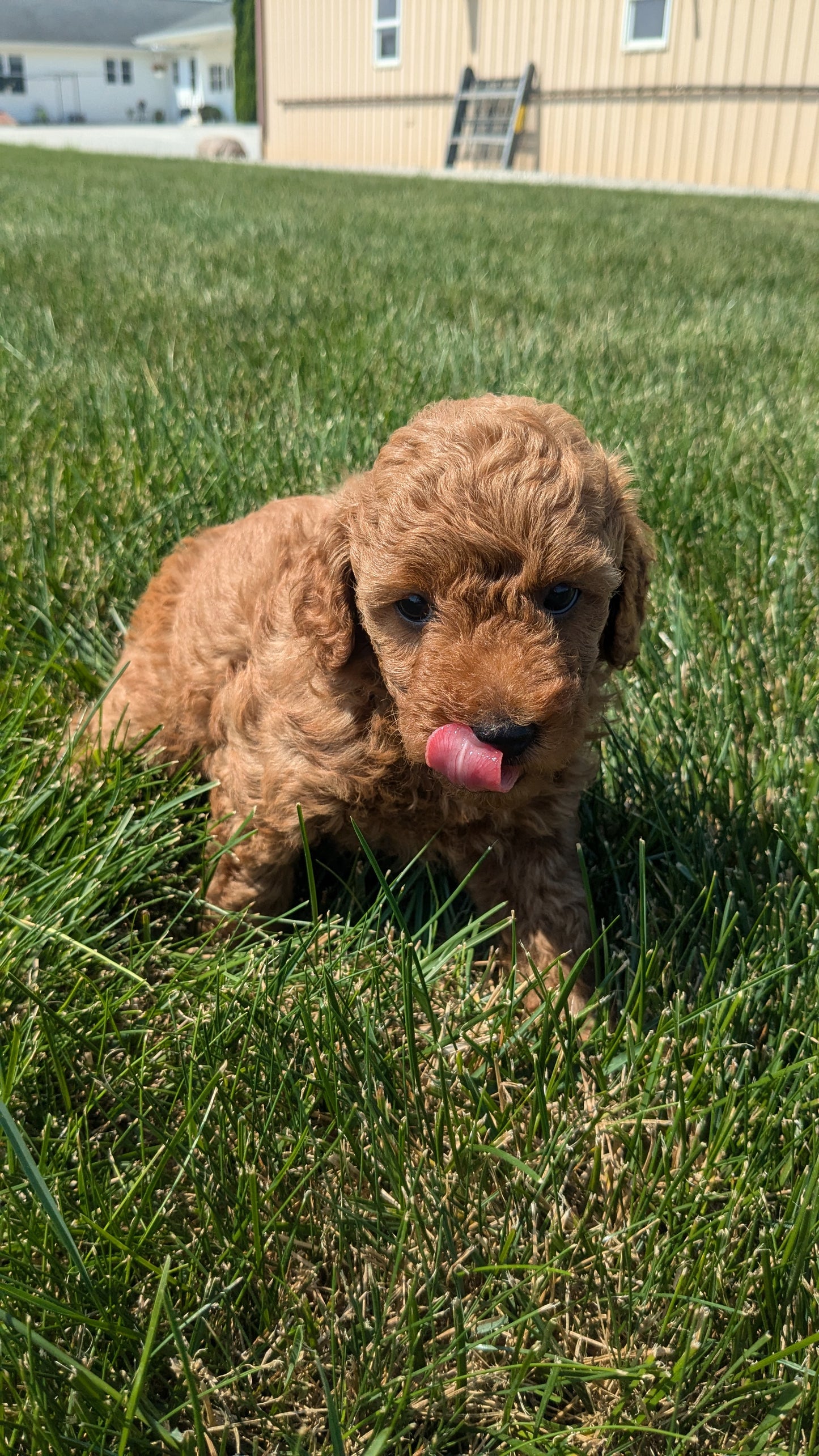 TOY POODLE (05/12) MALE