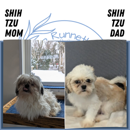 SHIH TZU (01/01) FEMALE