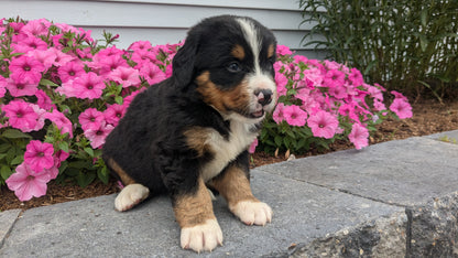 BERNESE MOUNTAIN DOG (06/03) MALE