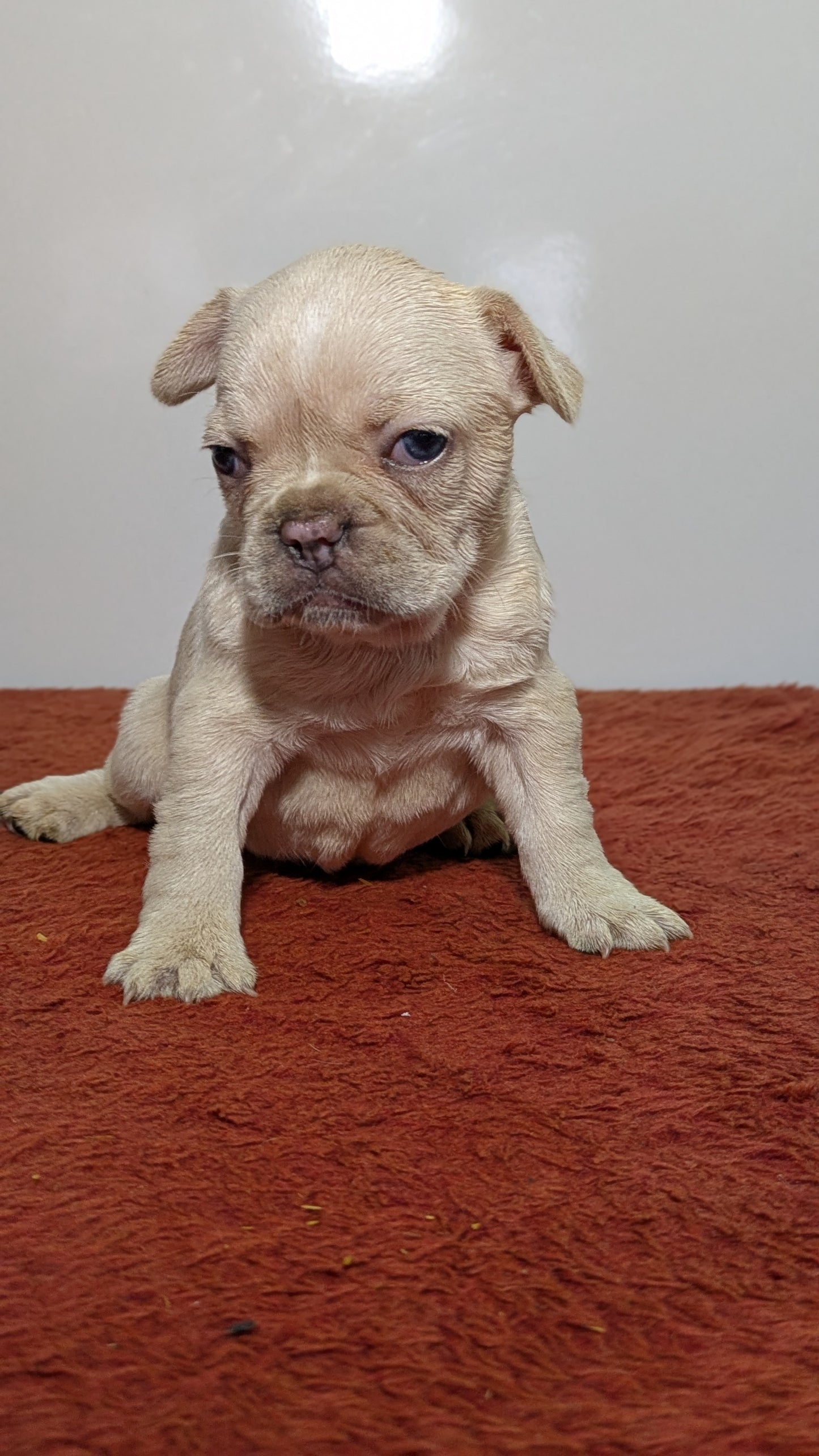 FRENCH BULLDOG (12/21) FEMALE