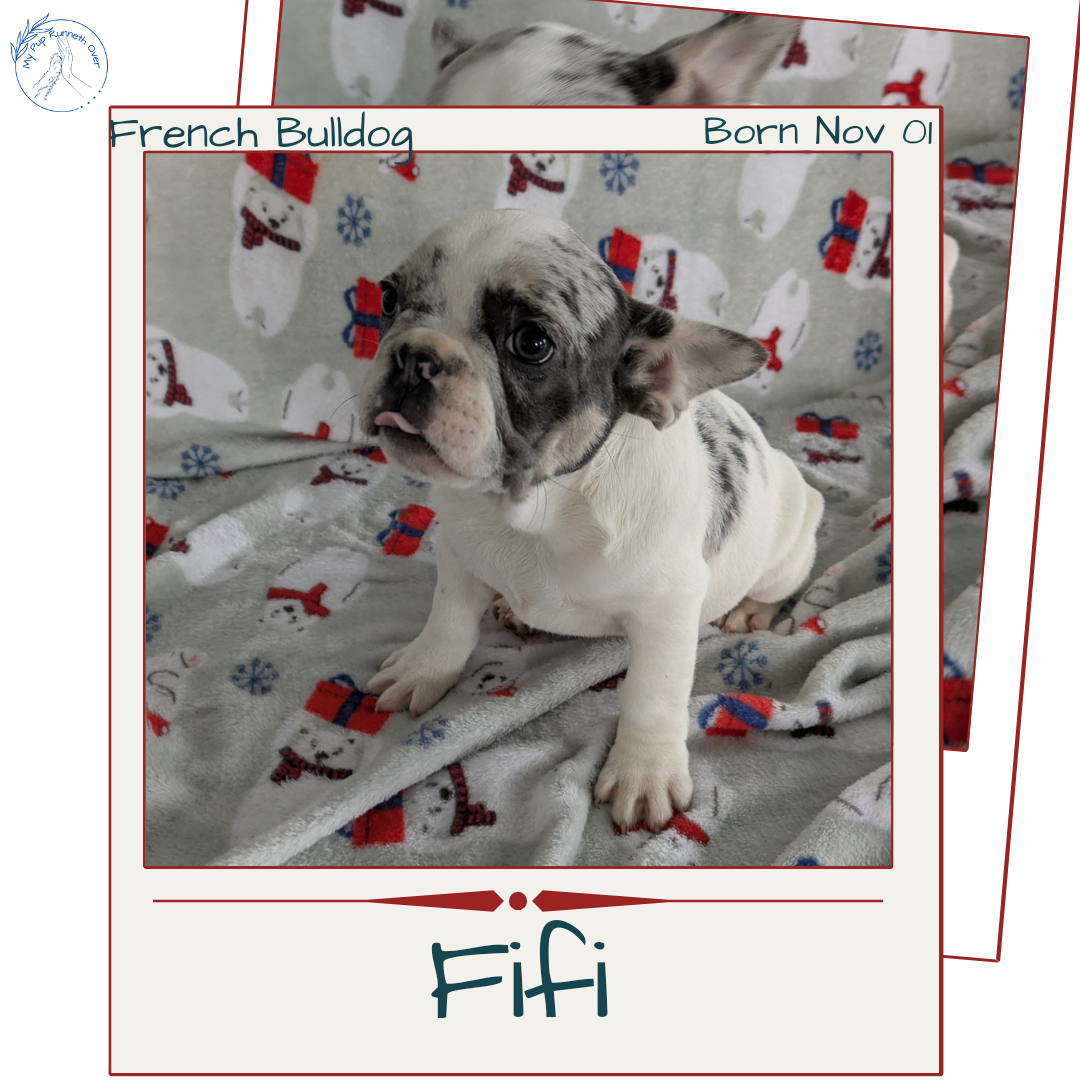 FRENCH BULLDOG (11/01) FEMALE