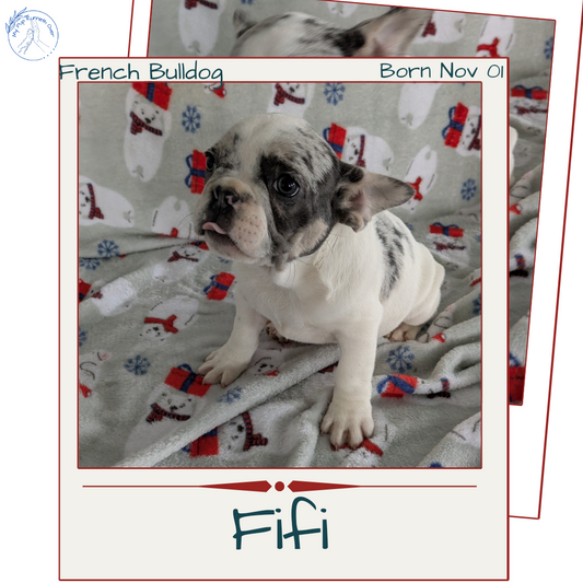 FRENCH BULLDOG (11/01) FEMALE