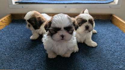 SHIH TZU (01/01) FEMALE