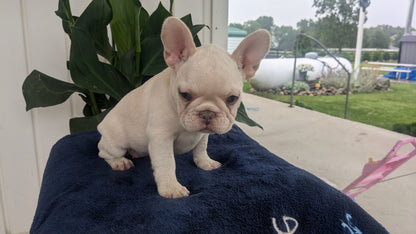 FRENCH BULLDOG (04/17) FEMALE