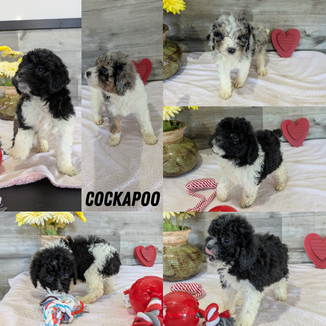 COCKAPOO (12/12) FEMALE