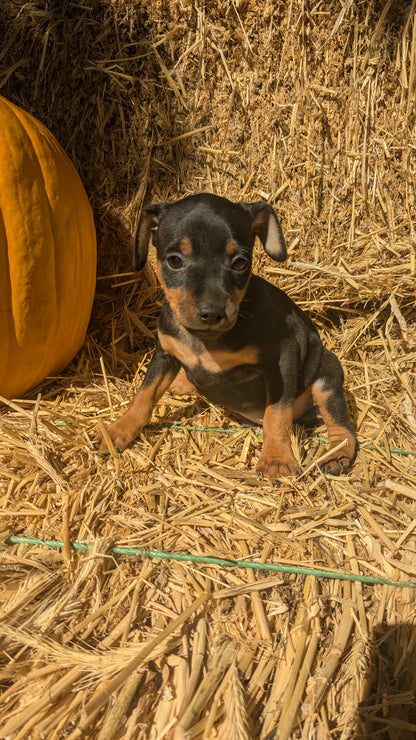 MINI PINSCHER (08/25) MALE