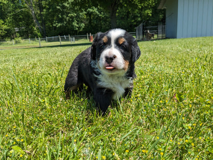 BERNESE MOUNTAIN DOG (04/24) FEMALE