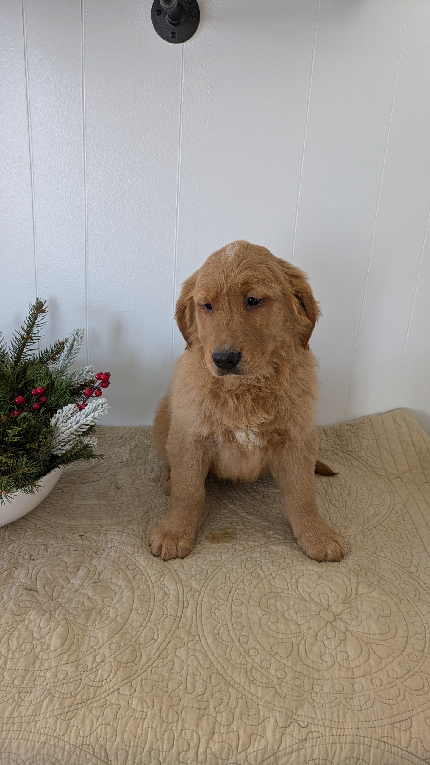 GOLDEN RETRIEVER (11/13) MALE