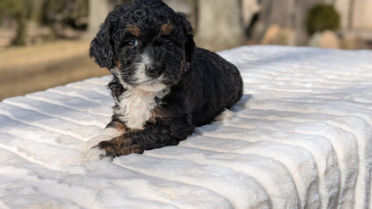 MINI BERNEDOODLE (02/03) FEMALE