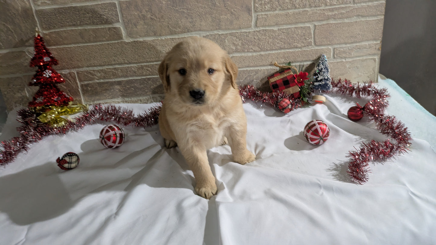 GOLDEN RETRIEVER (11/11) FEMALE