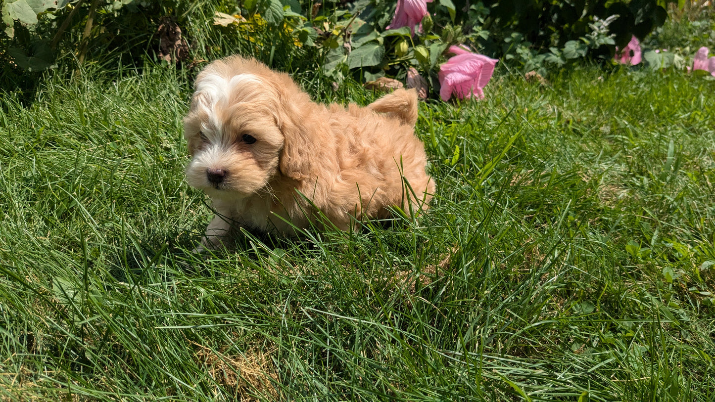 SHIH-POO (06/28) MALE