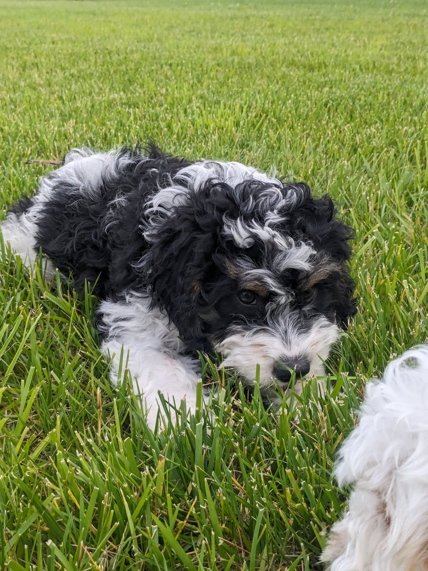 CAVAPOO (03/07) MALE