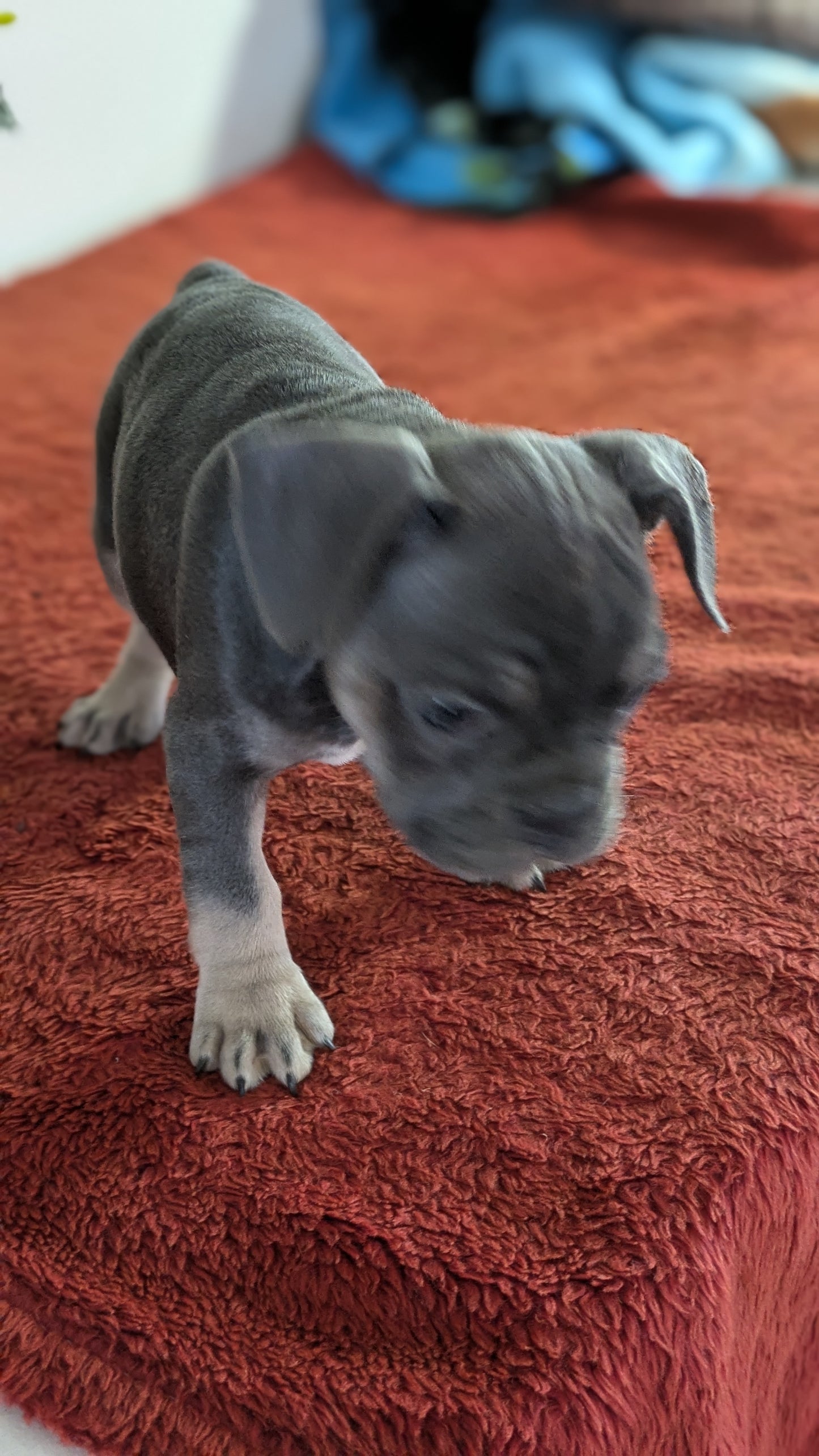 FRENCH BULLDOG (12/21) FEMALE