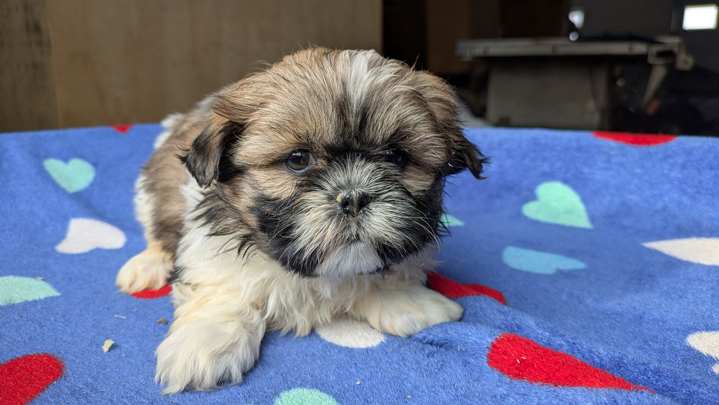 SHIH TZU (10/23) FEMALE