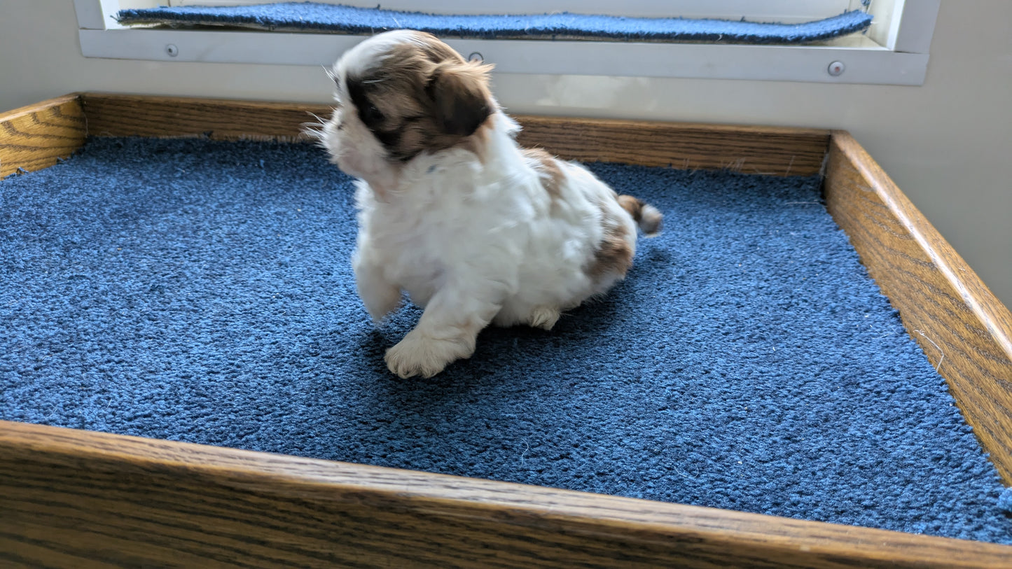 SHIH TZU (01/01) FEMALE