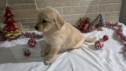 GOLDEN RETRIEVER (11/11) FEMALE