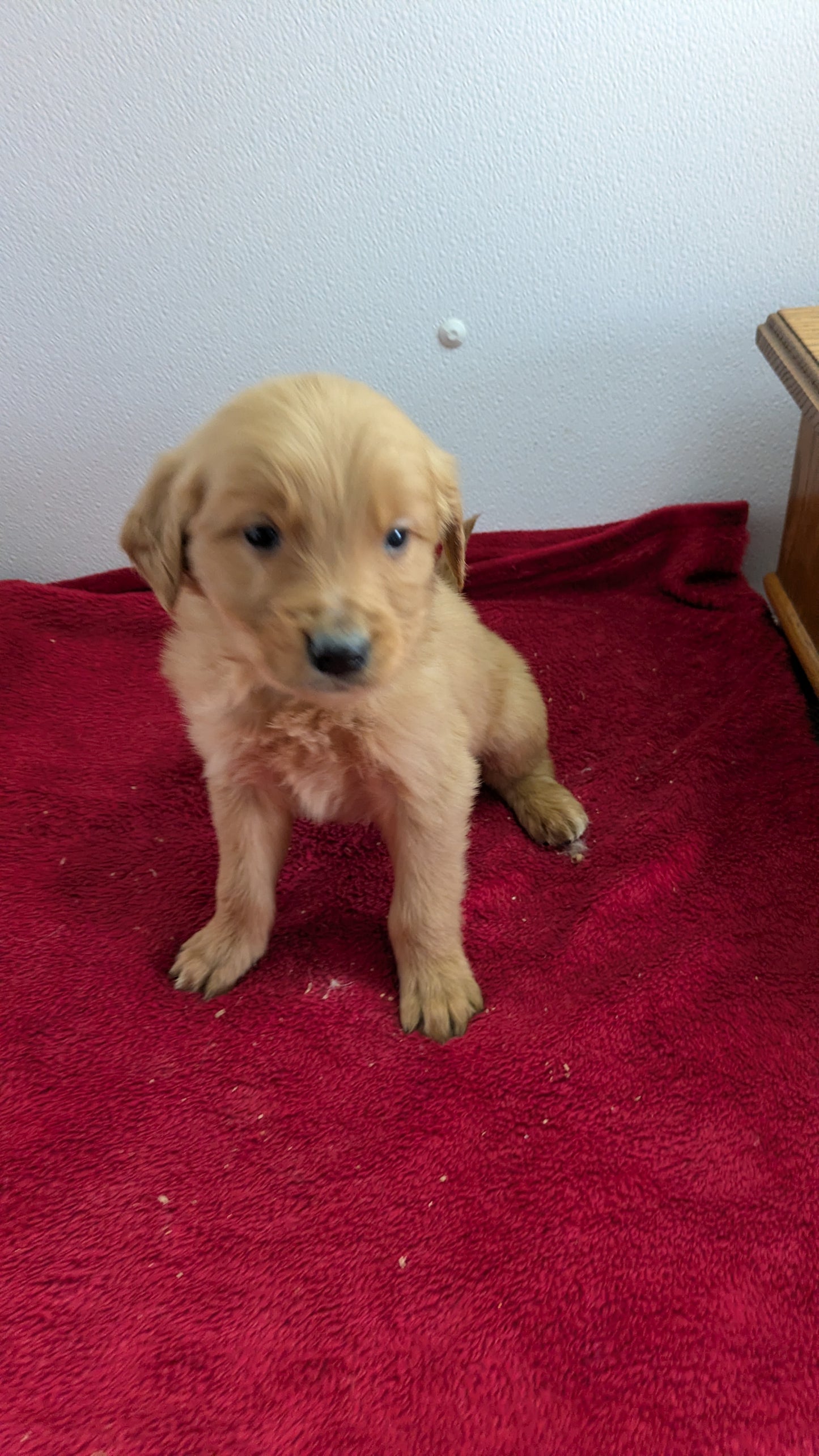 GOLDEN RETRIEVER (11/17) MALE