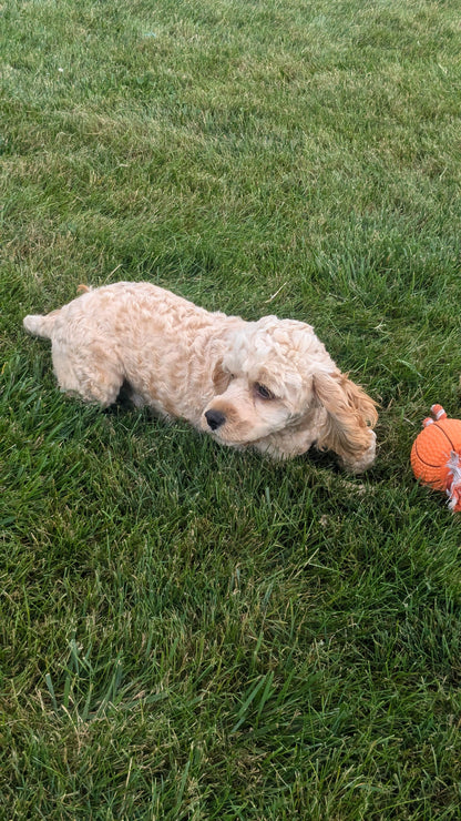 COCKAPOO (10/25/23) MALE