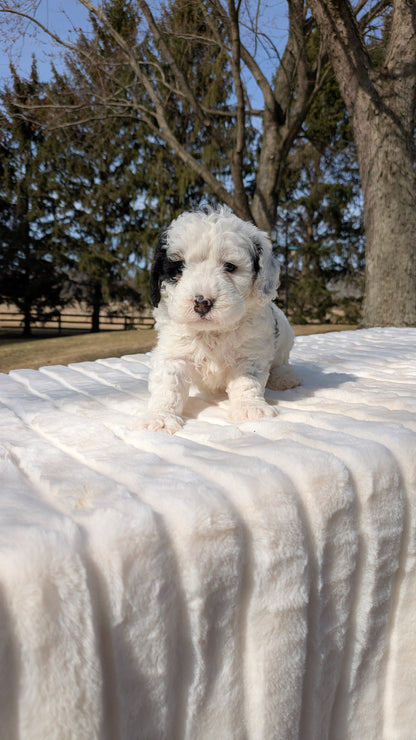 MINI BERNEDOODLE (02/03) FEMALE