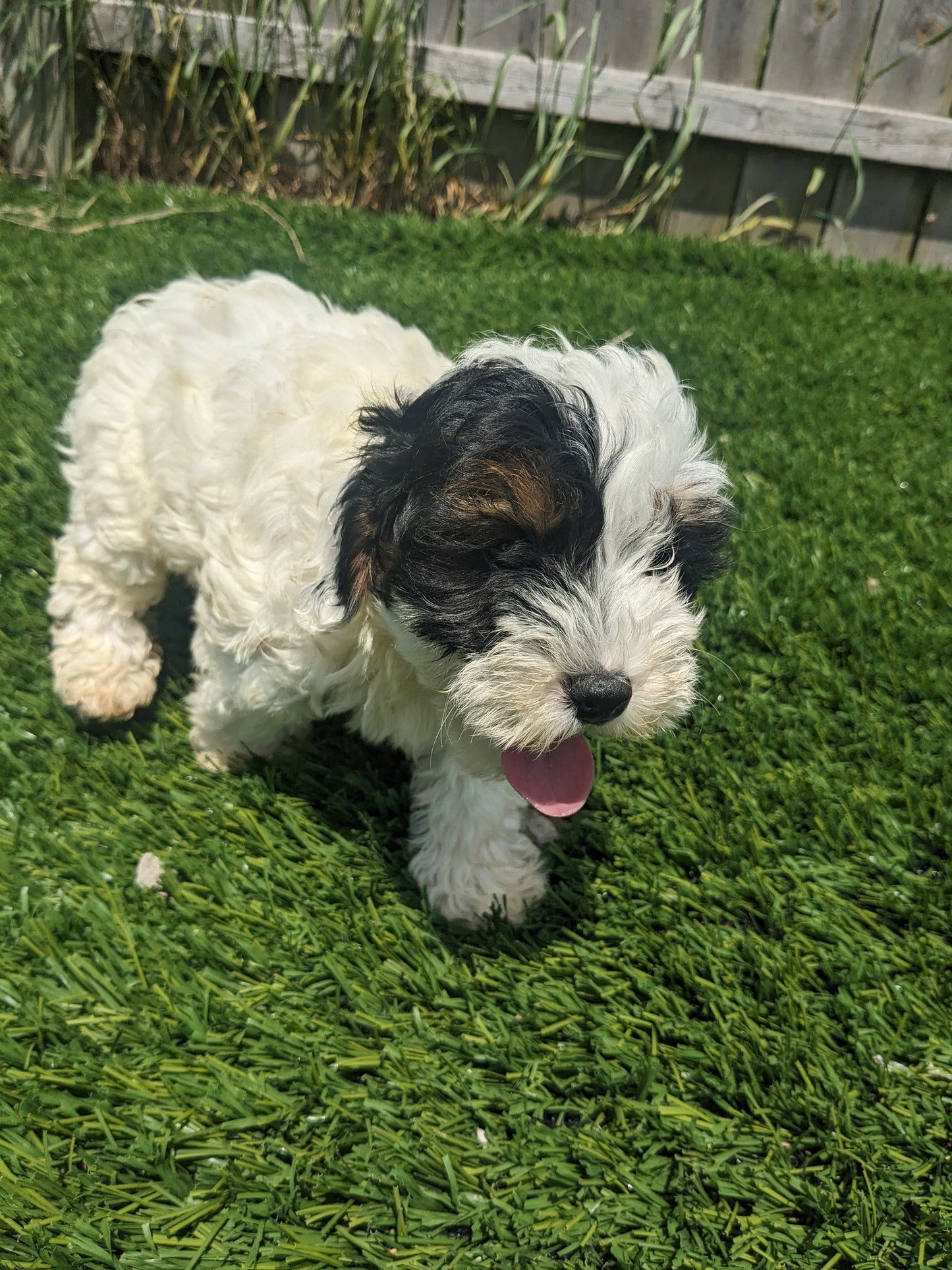 F1B COCKAPOO (03/12) FEMALE