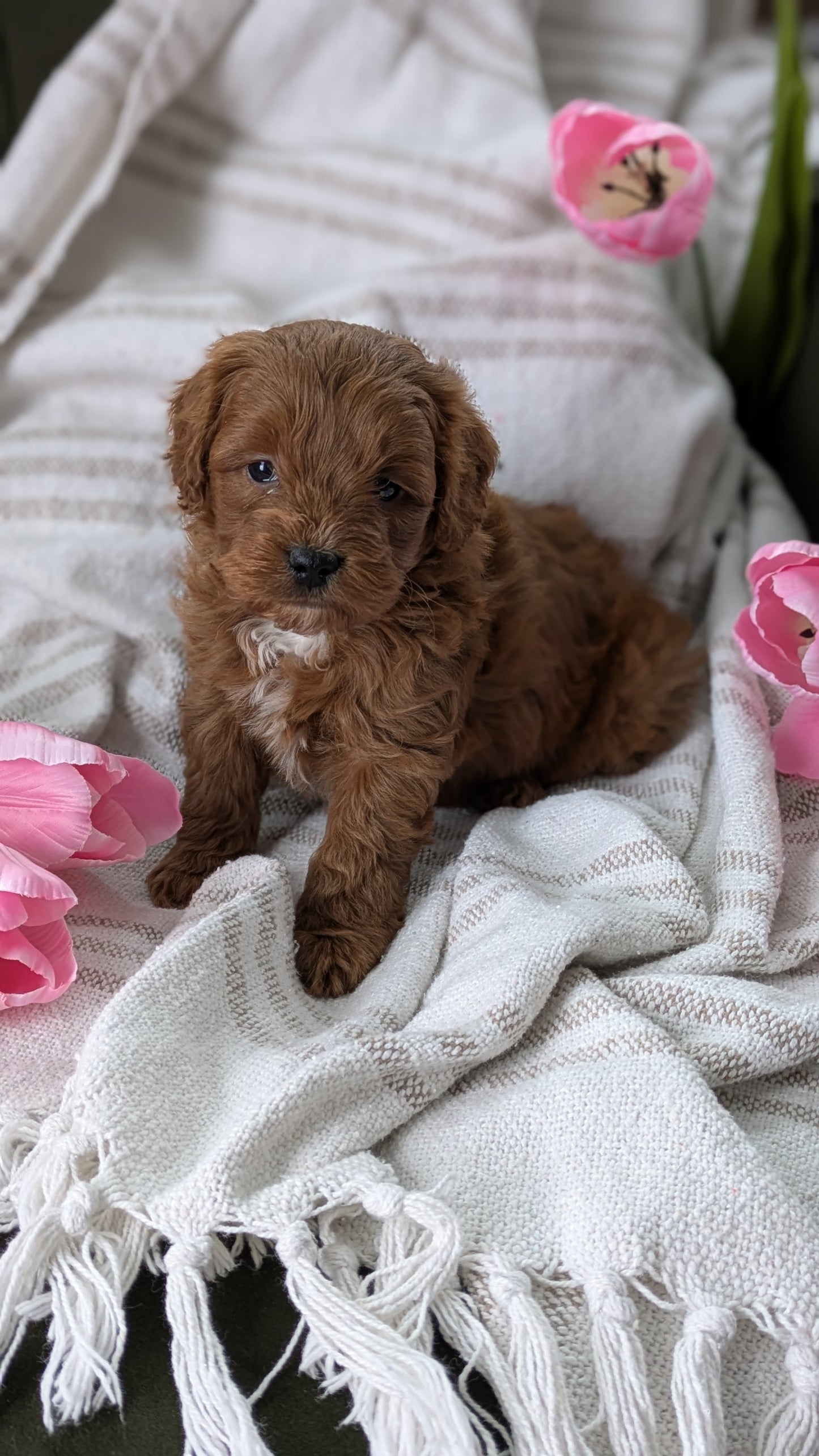 CAVAPOO (01/10) MALE