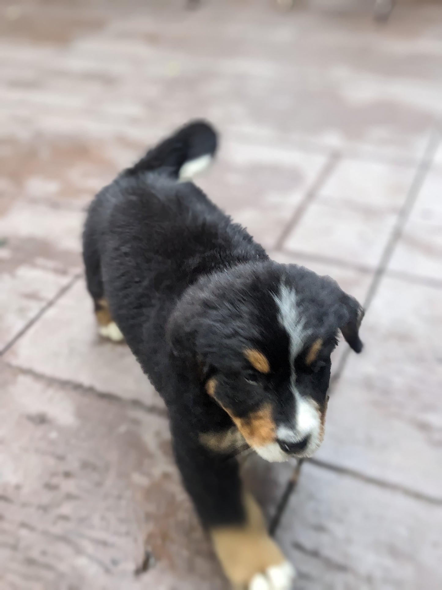 BERNESE MOUNTAIN DOG (03/21) FEMALE