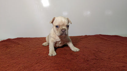 FRENCH BULLDOG (12/21) FEMALE