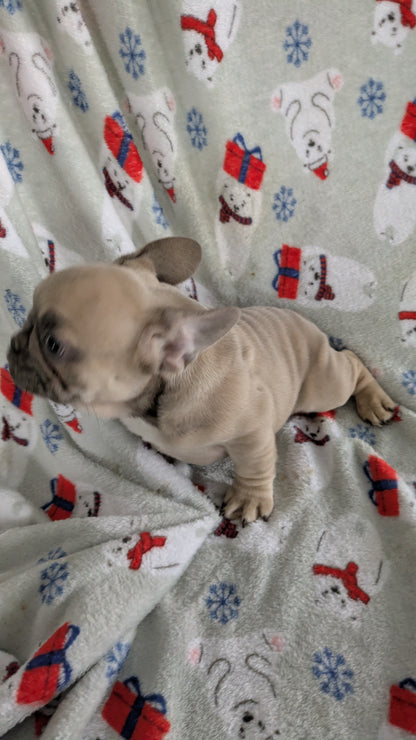 FRENCH BULLDOG (10/30) MALE