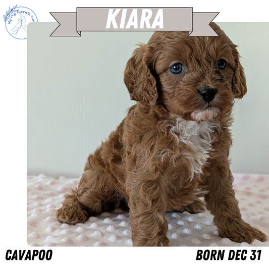 CAVAPOO (12/31) FEMALE