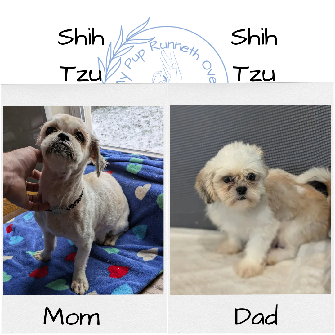 SHIH TZU (10/23) FEMALE