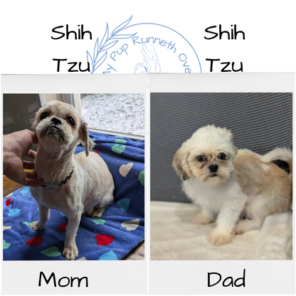 SHIH TZU (10/23) FEMALE