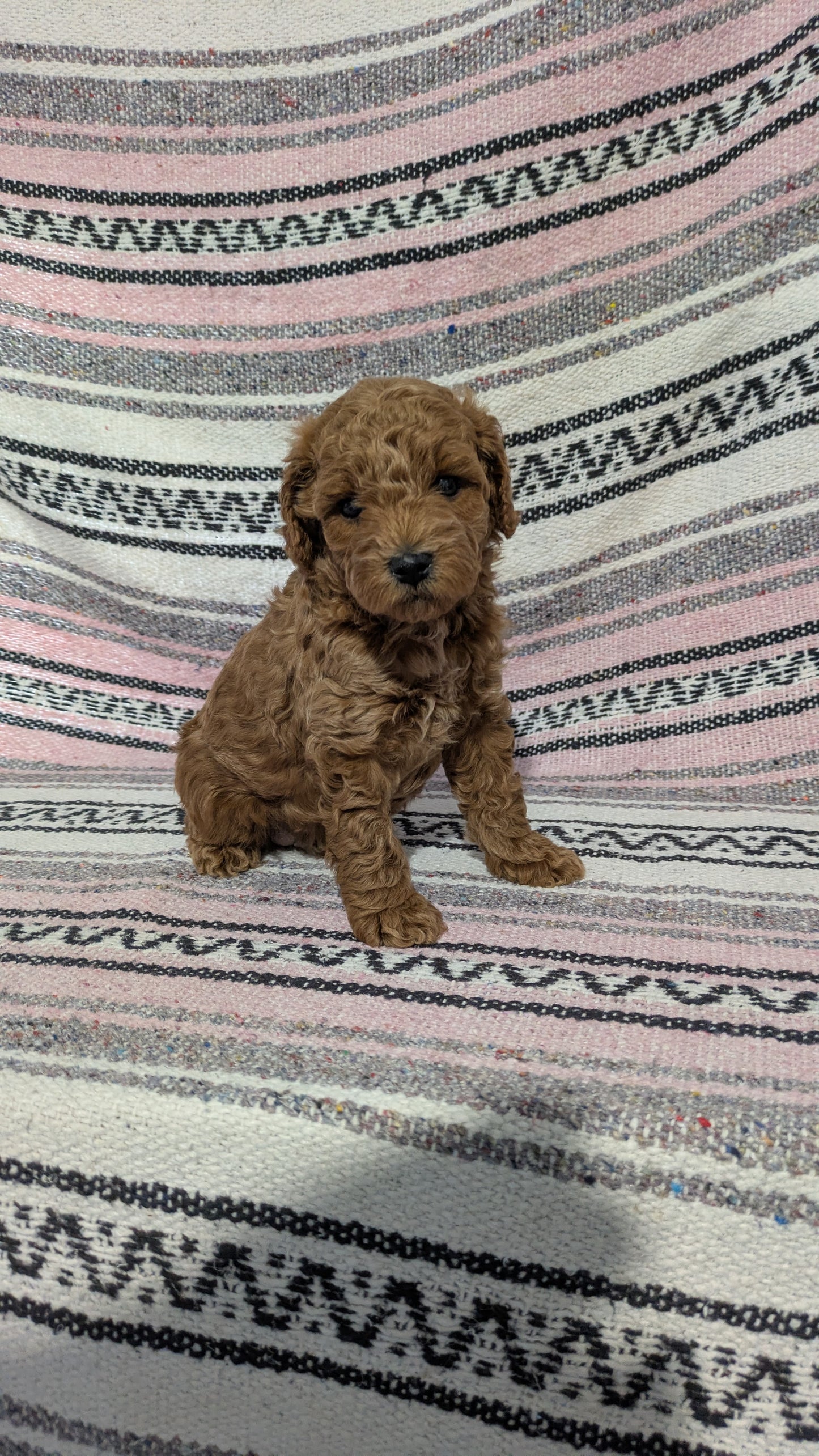 TOY POODLE (12/27) MALE