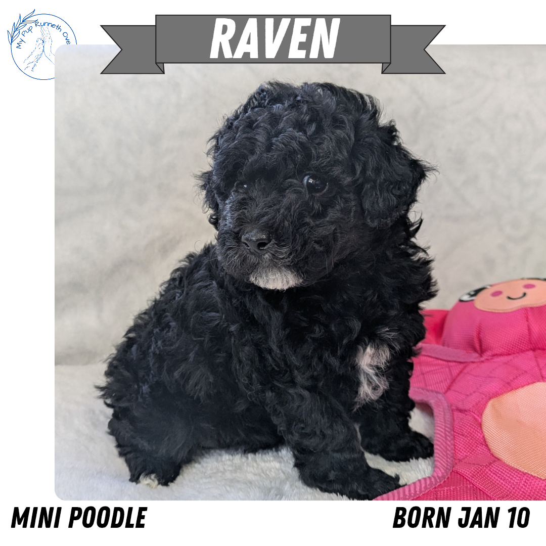 MINI POODLE (01/10) FEMALE