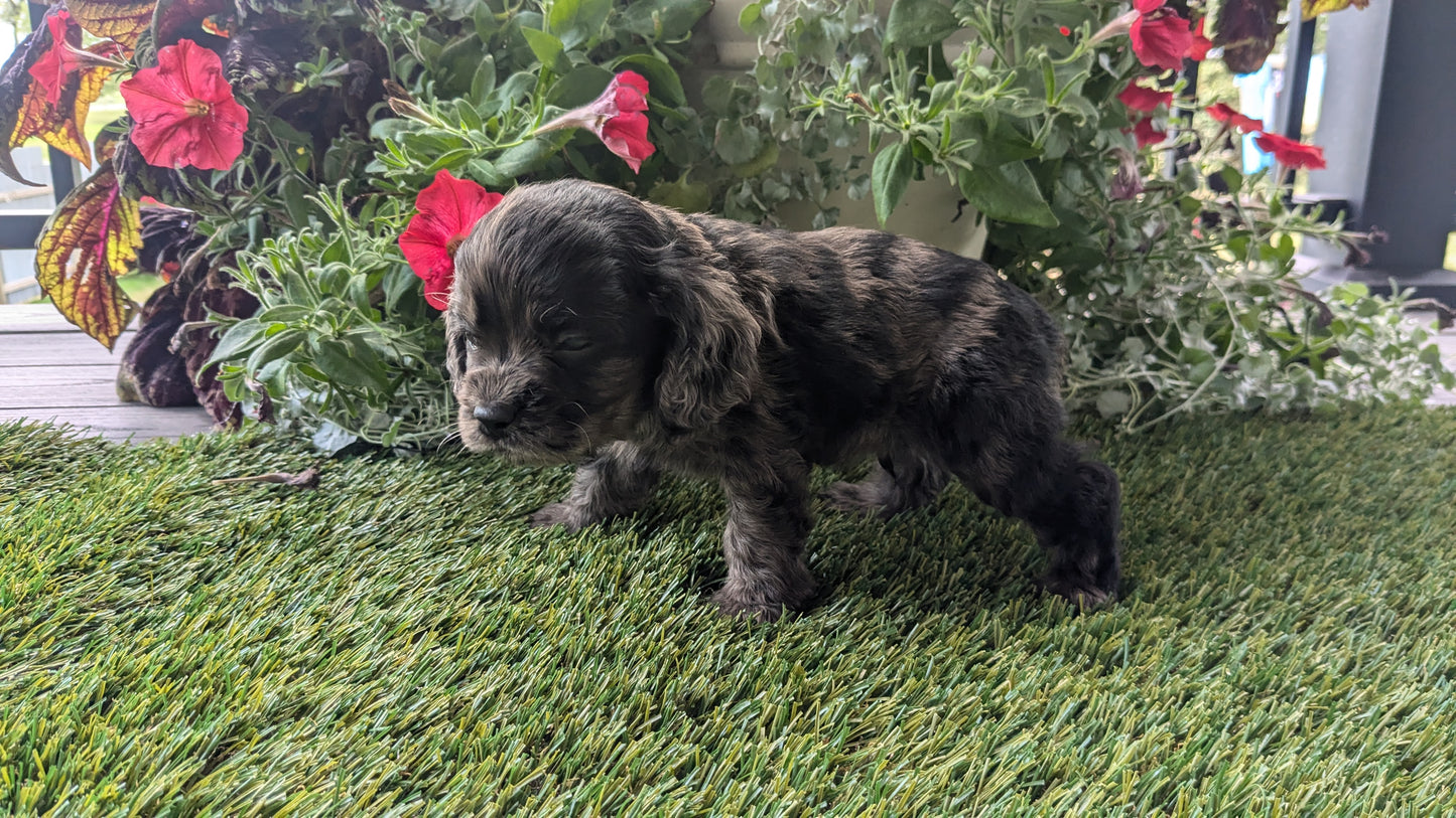 COCKER SPANIEL (07/24) MALE