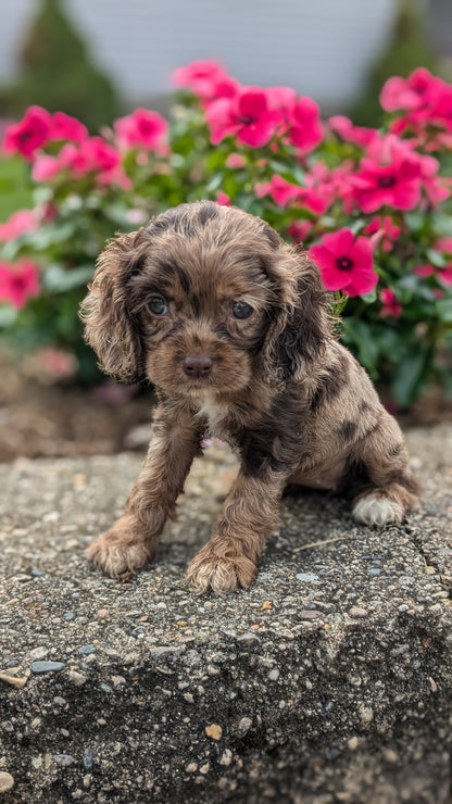 COCKER SPANIEL (06/16) FEMALE