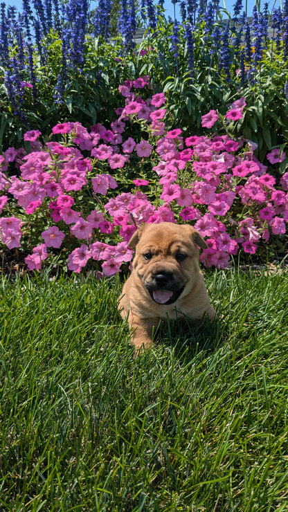 SHAR-PEI CROSS (06-30) FEMALE