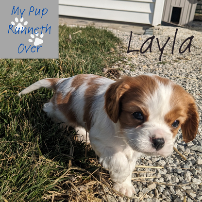 CAVALIER (1/1/24) FEMALE