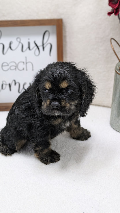 COCKER SPANIEL (12/03) FEMALE