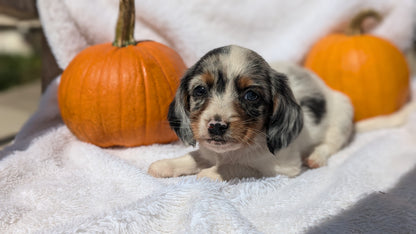 MINI DACHSHUND (07/22) MALE