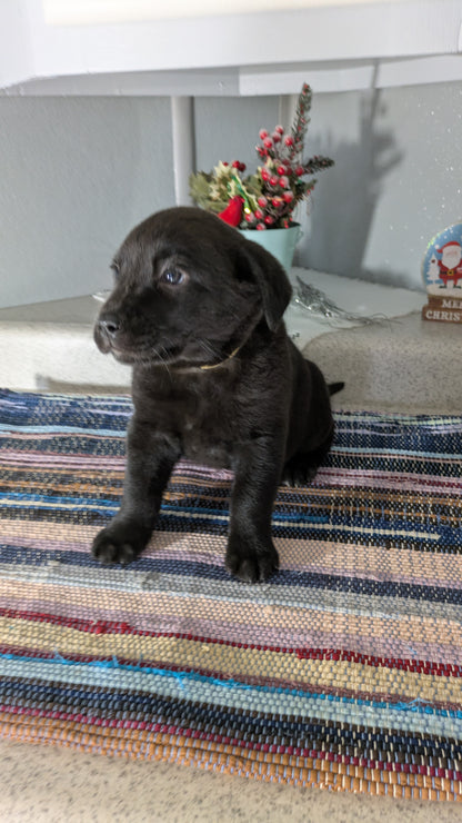 LABRADOR X TERRIER (11/08) FEMALE